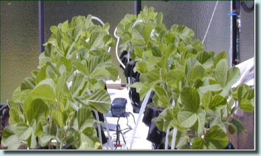 Soybean in hydroponics
